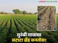 Farmer Success Story : बटाट्याने बदलली मुरंबी गावाची ओळख; ५० शेतकऱ्यांनी साधली दोन कोटींची भरारी! - Marathi News | latest news Farmer Success Story: Potatoes changed the identity of Murambi village; 50 farmers achieved a profit of Rs. 2 crore! | Latest agriculture News at Lokmat.com