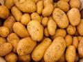 काय चोरलं तर बटाट्याच्या पिशव्या  - Marathi News | stolen 35 bag of potatoes | Latest pune News at Lokmat.com