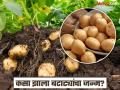 आपल्या आवडत्या बटाट्याचा जन्म झाला तरी कसा? रिसर्चमधून खुलासा कुठे झाला जन्म आणि कोण त्याचे आई-वडील - Marathi News | How was our favorite potato born? Research reveals the interesting facts | Latest jarahatke Photos at Lokmat.com