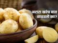बटाटा खरंच वातूळ असतो का, कुणी खावा आणि कुणाचं दुखतं बटाट्यानं पोट? - Marathi News | Are potatoes really bad for health? who should eat them, and who should avoid ? learn about it | Latest sakhi News at Lokmat.com