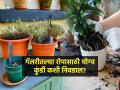नर्सरीतून आणलेलं रोप लावताना परफेक्ट कुंडी कशी निवडाल? फुलं न येताच रोप सुकतं कारण.. - Marathi News | How to choose the perfect pots when planting a nursery plant? | Latest sakhi News at Lokmat.com