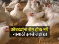 कोंबड्यांसाठी आवश्यक क्षार व जीवनसत्त्वे - Marathi News | Essential salts and vitamins for chickens poultry birds | Latest agriculture News at Lokmat.com