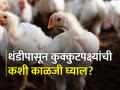 हिवाळ्यात कुक्कुटपालनाचे व्यवस्थापन - Marathi News | Poultry bird management in winter | Latest agriculture News at Lokmat.com