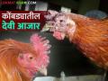 Fowl Pox in Poultry : कोंबड्यांमध्ये देवी रोग कशामुळे होतो? काय कराल उपाय - Marathi News | Fowl Pox in Poultry : What causes Devi fowl pox disease in poultry? What will be the solution? | Latest agriculture News at Lokmat.com