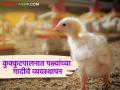 कुक्कुटपालनात गादी पद्धतीने पक्ष्यांचे संगोपन करत असाल तर.. अशी घ्या काळजी - Marathi News | If you are using the litter method in poultry farming, take these precautions | Latest agriculture News at Lokmat.com