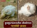 Ranikhet Disease कोंबड्यातील 'मानमोडी' आजाराचे वेळीच करा नियंत्रण - Marathi News | Ranikhet Disease Timely control of 'Manmodi' disease in chickens | Latest agriculture News at Lokmat.com