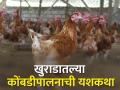 सोलापूरच्या मानेभाभींना गावठी कोंबडीपालनातून मिळतात रोज पाचशे रुपये - Marathi News | backyard poultry success story of Solapur's rukmini mane | Latest agriculture News at Lokmat.com