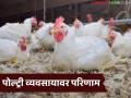 Poultry Temperature : वाढत्या उन्हात पोल्ट्री शेडमध्ये थंडावा करण्यासाठी या गोष्टी करा, कोंबड्यांना थंडावा मिळेल! - Marathi News | | Latest agriculture News at Lokmat.com