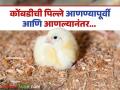 Poultry Farming Tips : पोल्ट्री फार्ममध्ये नवीन बॅच सुरु करतांना पिल्लांची काळजी कशी घ्यावी? वाचा सविस्तर  - Marathi News | Latest News Poultry Farming How to take care of chicks when starting new batch in poultry farm? Read in detail | Latest agriculture News at Lokmat.com