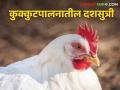 Profitable Poultry : कुक्कुटपालन व्यवसाय करताय ही दहा सूत्रं पाळा होईल खर्चात बचत - Marathi News | Profitable Poultry: While doing poultry farming business, following these ten principles will save costs | Latest agriculture News at Lokmat.com