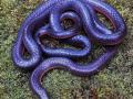जैवविविधतेत भर; सिंधुदुर्गमध्ये सापडला अति दुर्मीळ पोवळा साप - Marathi News | Extremely rare coral snake found in Sindhudurg | Latest sindhudurga News at Lokmat.com