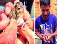 प्राणीमित्रांनी मुक्त केले चिमणीच्या पिलांना - : सांगलीतील घटना - Marathi News | Pets of sparrows unfriendly by animals: - The events of Sangli | Latest sangli News at Lokmat.com