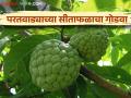 Sitaphal market : परतवाड्याची चवदार सीताफळे सफरचंदापेक्षा महाग; काय मिळतोय दर वाचा सविस्तर  - Marathi News | Sitaphal market : The tasty sitaphals of Patrawada are more expensive than apples; Read the detailed rate of what is available  | Latest agriculture News at Lokmat.com