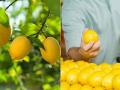 संत्रा व लिंबू या फळपिकांकरिता प्रधानमंत्री पीक विमा - Marathi News | Prime Minister's Crop Insurance for Orange and Lemon Fruit | Latest akola News at Lokmat.com