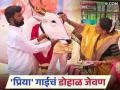 Khillar Cow : शेतकऱ्याच्या हौसेला मोल नाही; घातले खिल्लार गाईचे डोहाळ जेवण - Marathi News | Khillar Cow : The farmer's passion is not valued; Done Khillar cow dohal jevan ceremony | Latest agriculture News at Lokmat.com