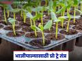 कमी कालावधीमध्ये सशक्त व निरोगी भाजीपाला रोपे तयार करायचीत? करा 'या' तंत्राचा वापर - Marathi News | Want to produce strong and healthy vegetable seedlings in a short period of time? Use this technique | Latest agriculture News at Lokmat.com