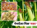 कोणत्याही वातावरणात तग धरणारे व हमखास उत्पादन देणारे 'हे' पिक शेतकऱ्यांसाठी ठरतंय गेमचेंजर - Marathi News | This crop, which is resilient in any environment and provides guaranteed yields, is becoming a game-changer for farmers | Latest agriculture News at Lokmat.com