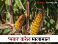 Maize Farmer Success Story या शेतकऱ्याने केला राज्यपातळीवर मका उत्पादनाचा उच्चांक; कसे केले व्यवस्थापन - Marathi News | Maize Farmer Success Story This farmer achieved the highest maize production at the state level; How to manage | Latest agriculture News at Lokmat.com