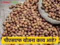 पीएसएफ योजना काय आहे? योजनेंतर्गत तूर खरेदीसाठी नोंदणी  - Marathi News | latest News What is PSF Scheme? Registration for purchase of tour under psf scheme | Latest agriculture News at Lokmat.com