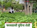 नफ्याची पुदिना शेती, चार गुंठ्यांतून पाच लाखांचे उत्पन्न, अंबाजोगाईच्या शेतकऱ्याचं कौतुक - Marathi News | Latest news Pudina Farming cultivates in four gunthas, earns Rs 5 lakh | Latest agriculture News at Lokmat.com