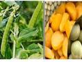 १६६ गावातील डाळींच्या भौगोलिक मानांकासाठी सर्वेक्षण - Marathi News | Survey for geographical standardization of pulses in 166 villages | Latest akola News at Lokmat.com