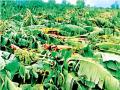 पावसाने घेतला ३० हजार हेक्टरवरील पिकांचा घास - Marathi News | 30,000 hectares of crops were washed away by the rain | Latest pune News at Lokmat.com