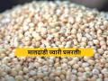 Sorghum Market : श्रीरामनवमीला ज्वारीला काय भाव मिळाला? वाचा आजचे सविस्तर दर  - Marathi News | Latest News Todays Sorghum Market Price on Sri Ram Navami Read today's detailed rates | Latest agriculture News at Lokmat.com