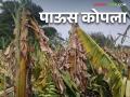 Crop Damage : परतीच्या पावसाचा धुमाकूळ, शेतकऱ्यांच्या हातातोंडाशी आलेला घास पावसाने हिरावला! - Marathi News | Crop Damage : Due to heavy rainfall crop has damage | Latest agriculture News at Lokmat.com