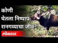 अनाठायी गर्दीने घेतला निष्पाप रानगव्याचा जीव | Wild-Bull spotted in Kothrud Pune | Pune News - Marathi News | Innocent crowd took the life of an innocent rangavya | Wild-Bull spotted in Kothrud Pune | Pune News | Latest maharashtra Videos at Lokmat.com