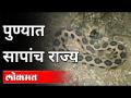 पुण्यात सापांच राज्य - Marathi News | Snake kingdom in Pune | Latest maharashtra Videos at Lokmat.com