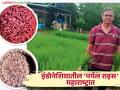 कॅन्सर आजारावर फायद्याच्या तांदूळाची गुळसुंदेत होतेय शेती; मिनेश यांच्या थायोमल्ली जस्मीन राइसची चर्चा भारी - Marathi News | Farmer minesh successfully cultivation of Thooyamalli Jasmine Rice which fight to cancer disease | Latest agriculture News at Lokmat.com
