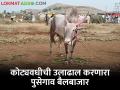 चार वर्षांनंतर पुसेगावात भरला खिल्लार जनावरांचा बाजार - Marathi News | After four years, the Khilar cattle market was run in Pusegaon | Latest agriculture News at Lokmat.com