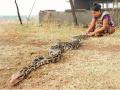 १४ फुटाच्या अजगराने गिळले बकरीचे पिल्लू - Marathi News | Goats of swallow 14 pythons | Latest jalgaon News at Lokmat.com