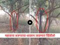 Video: बापरे! २५ फूटी अजगर माणसासारखा उभा राहिला, थेट झाडाची फांदी पकडून वर चढला... - Marathi News | Shocking Video 25 feet big python climbing tree social media trending viral | Latest social-viral News at Lokmat.com