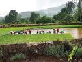 दमदार पावसामुळे भात लावणीच्या कामाला वेग - Marathi News | Due to strong rains, the speed of rice plantation is in progress | Latest raigad News at Lokmat.com