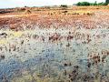 खारभूमी योजना : संरक्षण बंधाऱ्यांसाठी ६४ कोटी; - Marathi News | 2 crore for security bonds; | Latest raigad News at Lokmat.com
