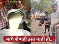 Milk Rate : दूध दराची मंदी तर पशुखाद्याची तेजी; शेतकरी चिंतेत गुरे दावणीला ठेवावीत की बाजारात न्यावीत? - Marathi News | Milk Rate: Milk price declines, while animal feed prices rise; Farmers are worried, should they keep their cattle in the cowshed or take them to the market? | Latest agriculture News at Lokmat.com