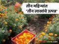 Farmer Success Story : शेतकऱ्याने झेंडू शेतीतून साधले अर्थकारण; तीन महिन्यांत मिळाले तीन लाखांचे उत्पन्न - Marathi News | Farmer Success Story : The farmer made money from marigold farming; Income of three lakhs received in three months | Latest agriculture News at Lokmat.com