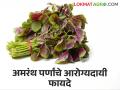 Health Benefits Of Amaranth : अमरंथच्या पर्णांचे पोषणतत्त्व आणि आरोग्यदायी फायदे - Marathi News | Health Benefits Of Amaranth: Nutrition and health benefits of amaranth leaves | Latest agriculture News at Lokmat.com
