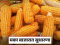 Maize Market Rate : हमीभावाची सरासरी ओलांडली; वाचा राज्यात मकाला काय मिळतोय दर - Marathi News | Maize Market Rate: Guaranteed Average Exceeded; Read what is the price of maize in the state | Latest agriculture News at Lokmat.com