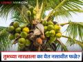 तुमच्याही नारळाच्या झाडाला नारळ लागत नाही? जाणून घ्या कारणं आणि सोपे उपाय - Marathi News | | Latest agriculture News at Lokmat.com