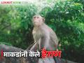 शेतशिवारात बागायतदारांचा शत्रू बनलेल्या माकडांना आवरणार कोण ? - Marathi News | Who will control the monkeys that have become enemies of the gardeners on the farm edges? | Latest agriculture News at Lokmat.com