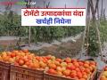 टोमॅटोचे भाव गडगडल्याने शेतकरी हवालदिल; लाखोंचा उत्पादन खर्चही निघेना - Marathi News | Farmers are in distress as tomato prices plummet; Production costs worth lakhs not covered | Latest agriculture News at Lokmat.com
