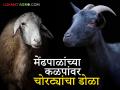 बाळापूर तालुक्यात गुरांच्या चोरीत वाढ; मेंढपाळांमध्ये भीती - Marathi News | Increase in cattle theft in Balapur taluka; fear among shepherds | Latest agriculture News at Lokmat.com