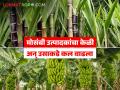 परतूर तालुक्यात मोसंबीचे क्षेत्र घटले; अपेक्षित दर नाही त्यात उत्पादन खर्च वाढल्याने शेतकऱ्यांची पाठ - Marathi News | The area of Mosambi has decreased in Partur taluka; The expected price is not there and the farmers are suffering due to the increase in production costs. | Latest agriculture News at Lokmat.com