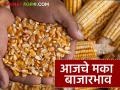 राज्याच्या मका बाजारात आवक कमीच; वाचा आजचे मका बाजारभाव - Marathi News | Low arrivals in the state's maize market; Read today's maize market prices | Latest agriculture News at Lokmat.com