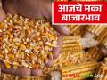 राज्याच्या मका बाजारात कुठे तेजी? कुठे मंदी; वाचा आजचे मका बाजारभाव - Marathi News | Where is the boom in the state's maize market? Where is the recession; Read today's maize market prices | Latest agriculture News at Lokmat.com