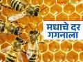मधाचे दर गगनाला; मधमाशांची संख्या घटल्याने फलधारणा प्रक्रियेवरही परिणाम - Marathi News | Honey prices skyrocket; Declining bee population also affects the fertility process | Latest agriculture News at Lokmat.com