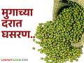 अतिवृष्टीमुळे नारळाच्या दरात तेजी, मुग बाजार मात्र मंदावले; वाचा शेतमाल बाजारातील घडामोडी - Marathi News | Coconut prices rise due to heavy rains, but the moong market slows down; Read developments in the agricultural market | Latest agriculture News at Lokmat.com