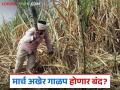 वसमत विभागातील साखर कारखान्यांचे मार्च महिन्याअखेर गाळप हंगाम बंद होणार? वाचा काय आहे कारण - Marathi News | Sugar factories in Wasmat division will close the sugar season at the end of March? Read what is the reason | Latest agriculture News at Lokmat.com